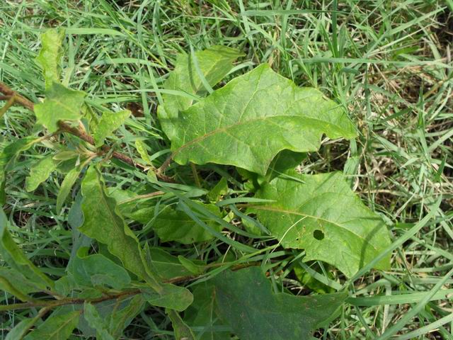 Solanum bonariense / Morella di Buenos Ayres